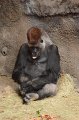 Kids_DFWzoo_3-2016 (163)